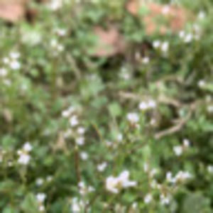 Meet your Posher, Mackenzie